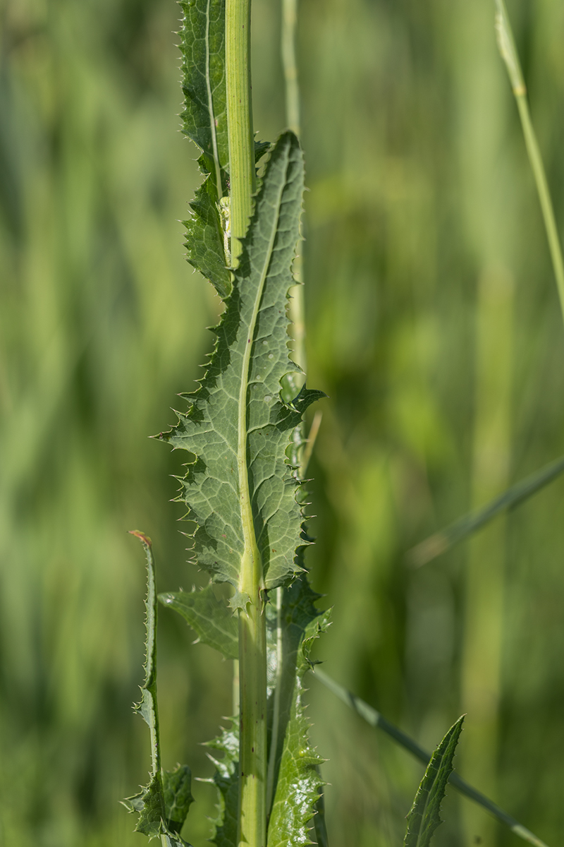 Image of Sonchus arvensis ssp. uliginosus specimen.