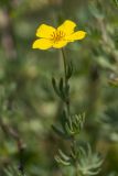 Dasiphora fruticosa. Верхушка цветущего растения. Кабардино-Балкария, Чегемский р-н, дол. р. Чегем, окр. т/б \"Башиль\", пойменный луг. 02.08.2026.