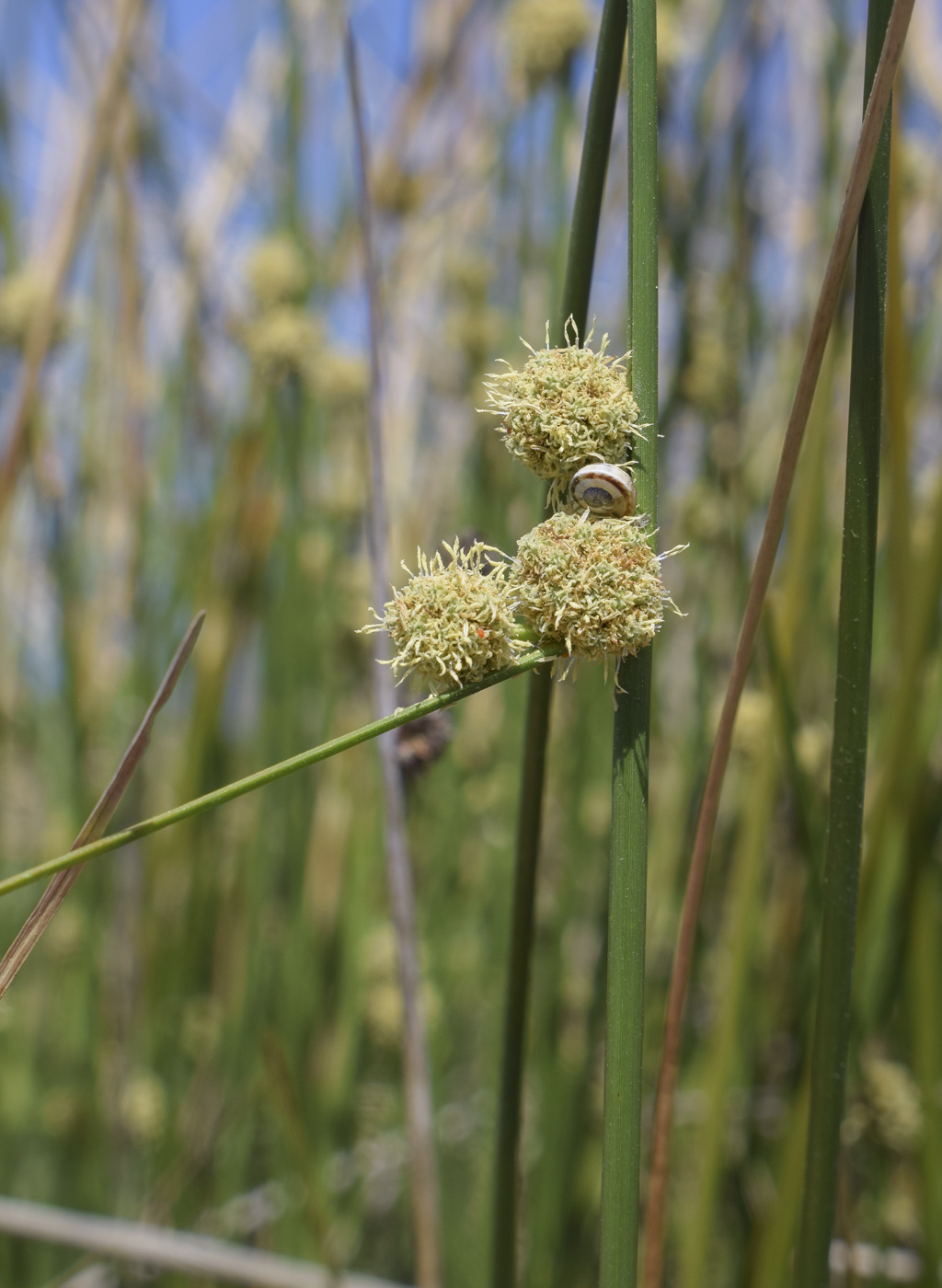Image of Scirpoides holoschoenus specimen.