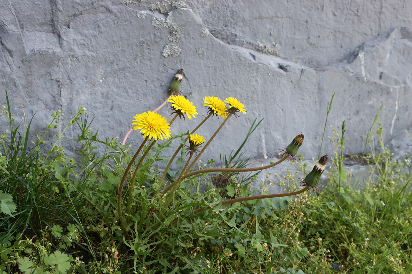 Image of Taraxacum officinale specimen.