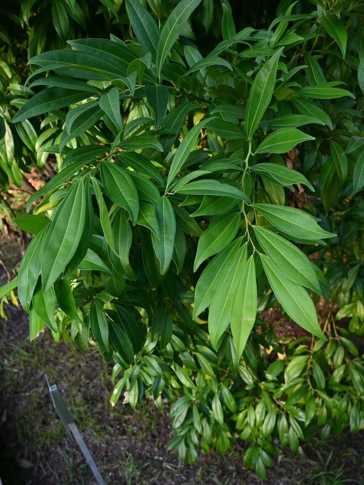 Image of Cocculus laurifolius specimen.
