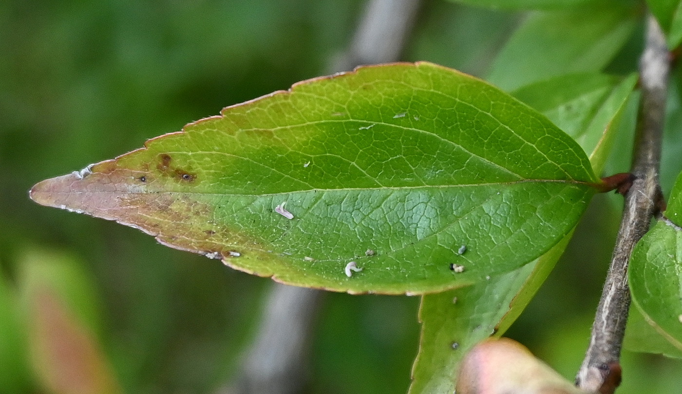 Image of Abelia chinensis specimen.