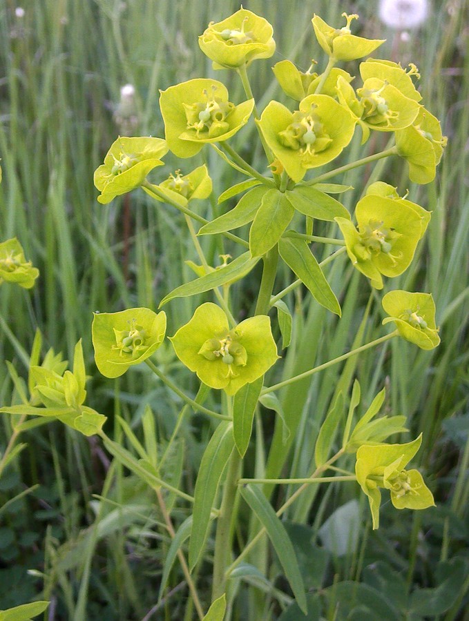 Image of Euphorbia virgata specimen.