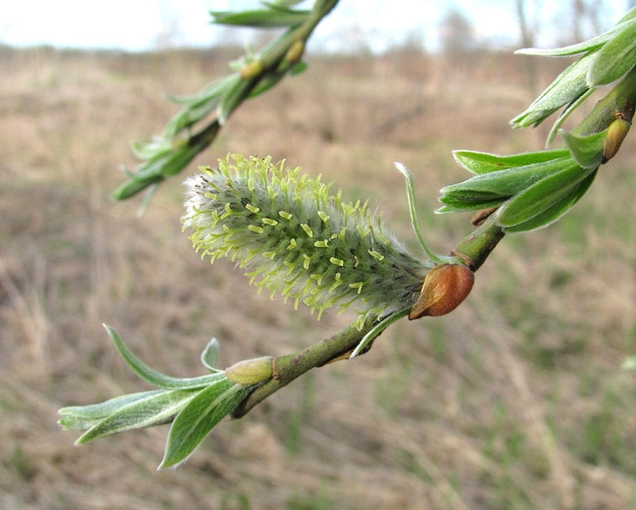 Image of Salix gmelinii specimen.
