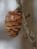 Larix sibirica