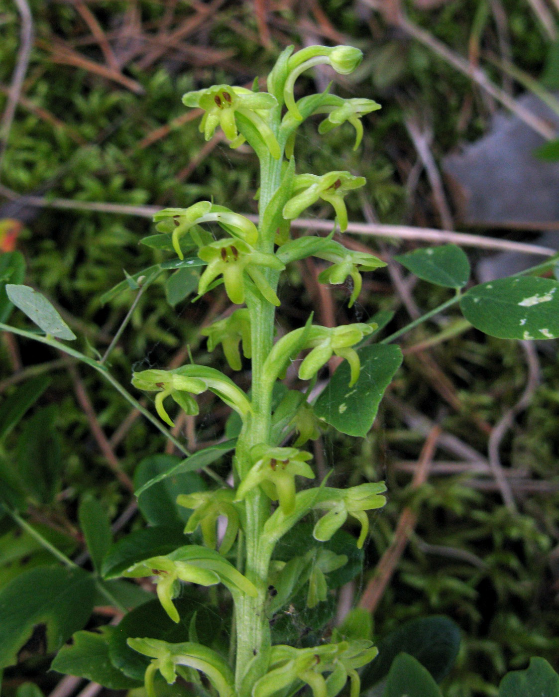 Image of Tulotis fuscescens specimen.