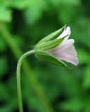 Geranium sibiricum
