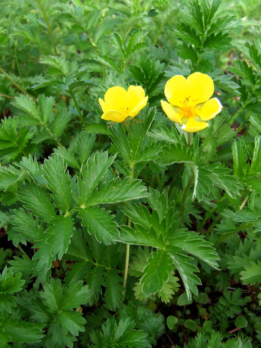 Image of Potentilla anserina ssp. groenlandica specimen.