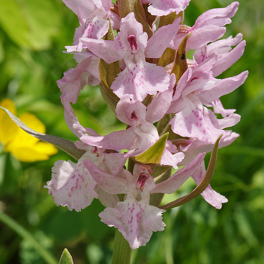 Image of Dactylorhiza euxina specimen.