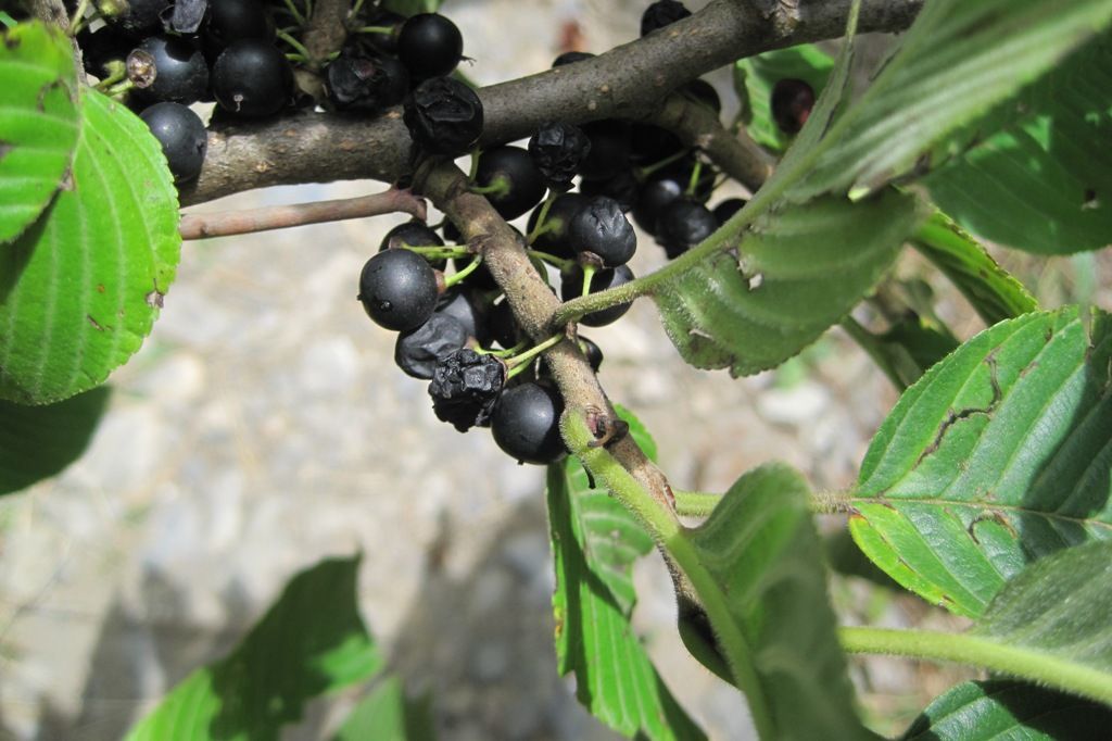 Image of Rhamnus imeretina specimen.