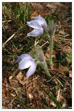 Pulsatilla patens