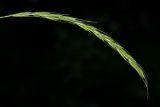 Elymus caninus