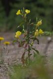 Oenothera rubricaulis