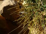 Erodium crassifolium