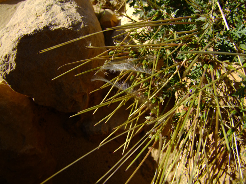 Image of Erodium crassifolium specimen.