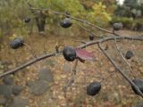 Cotoneaster melanocarpus