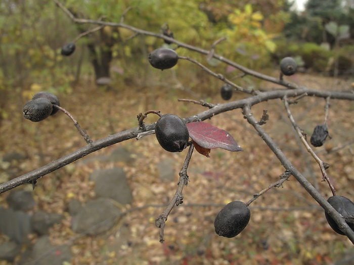 Image of Cotoneaster melanocarpus specimen.