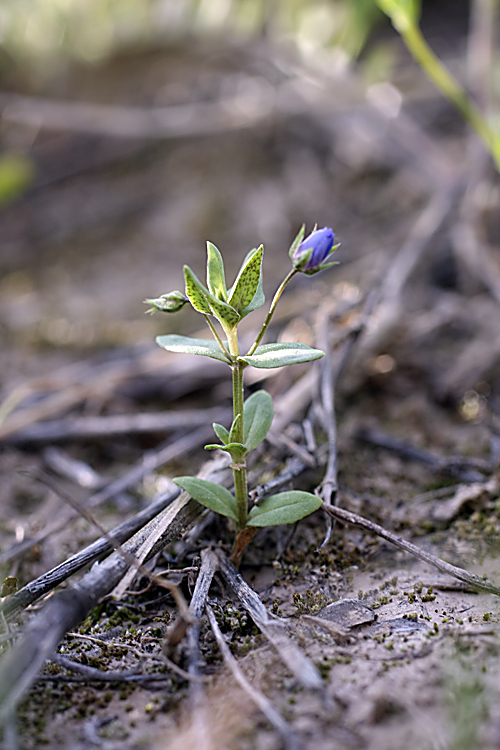 Изображение особи Anagallis foemina.