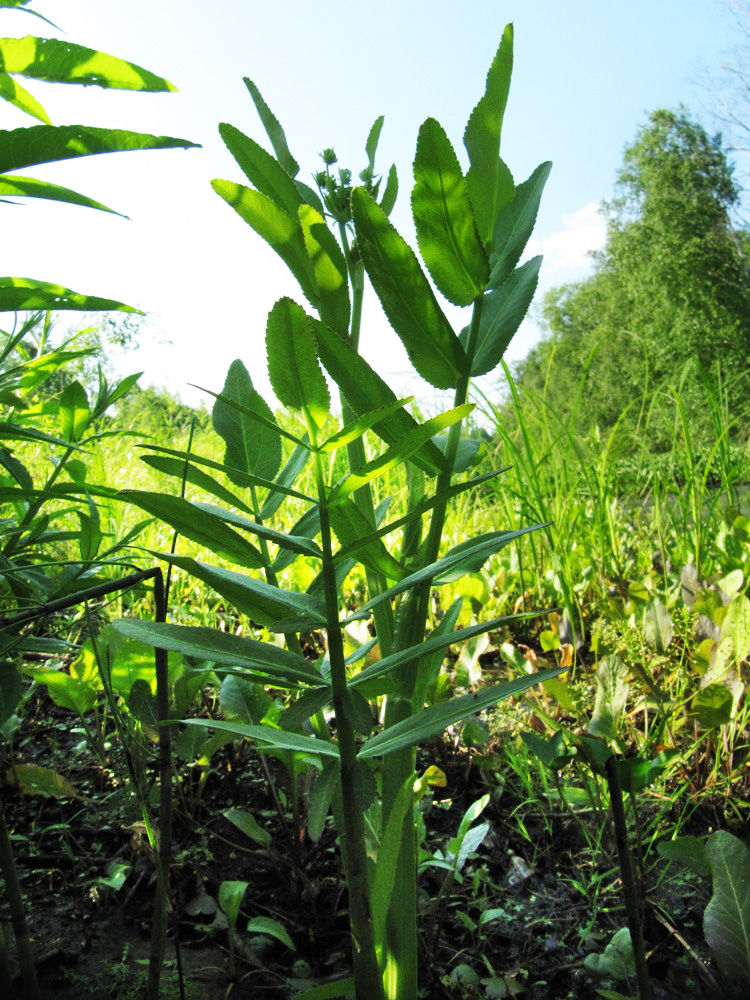 Image of Sium latifolium specimen.