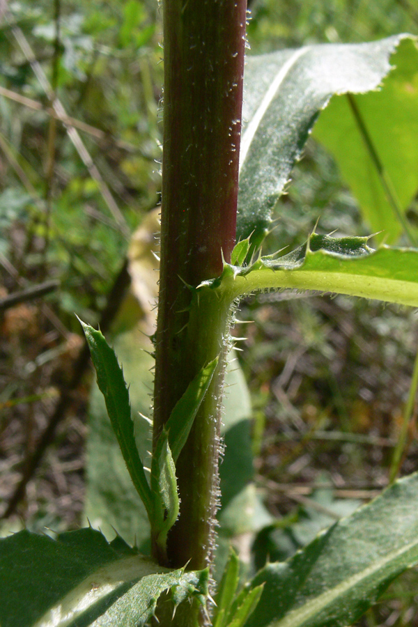 Image of Cirsium setosum specimen.