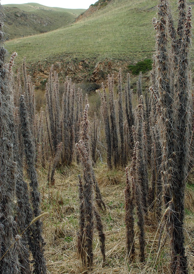 Image of Caragana jubata specimen.