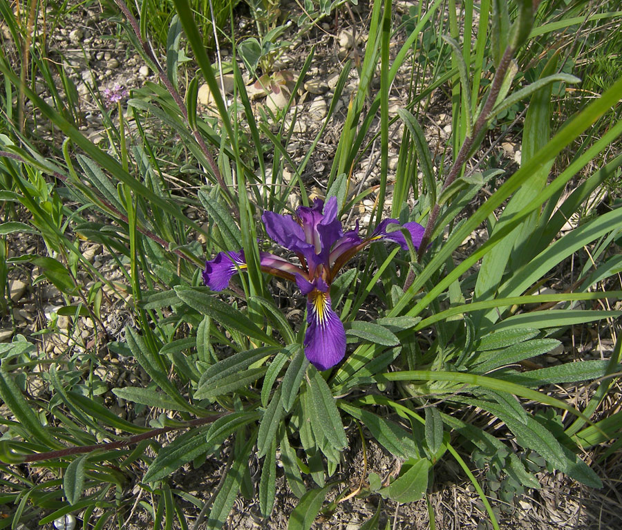 Image of Iris pontica specimen.