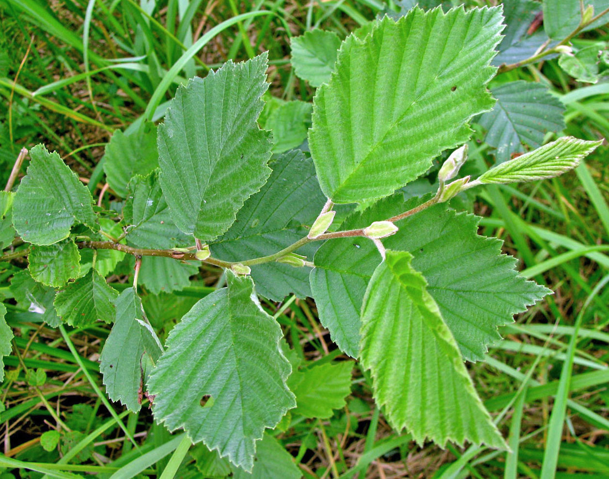 Image of Alnus incana specimen.