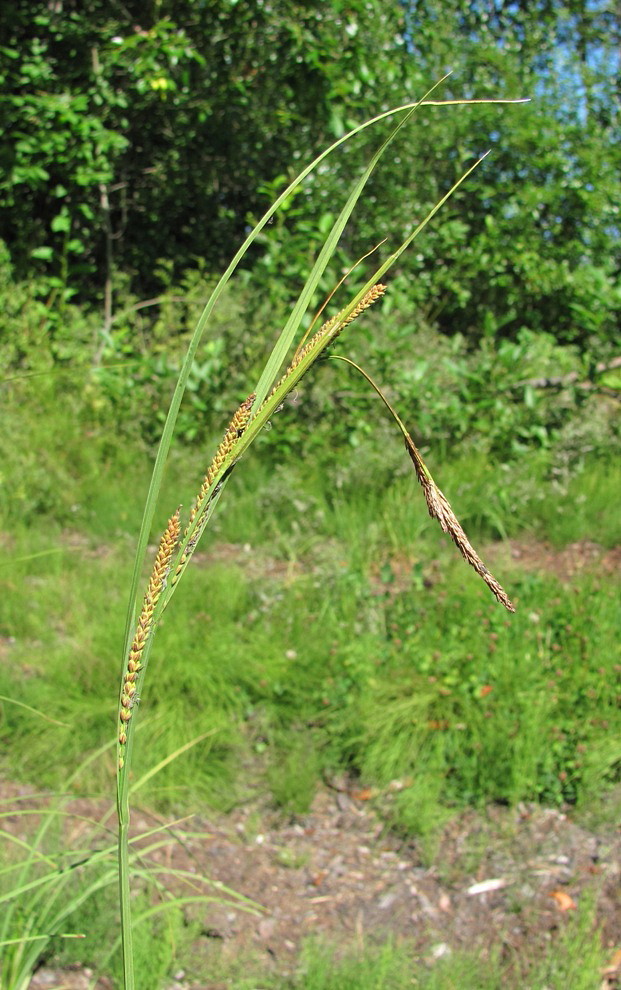 Image of Carex aquatilis specimen.