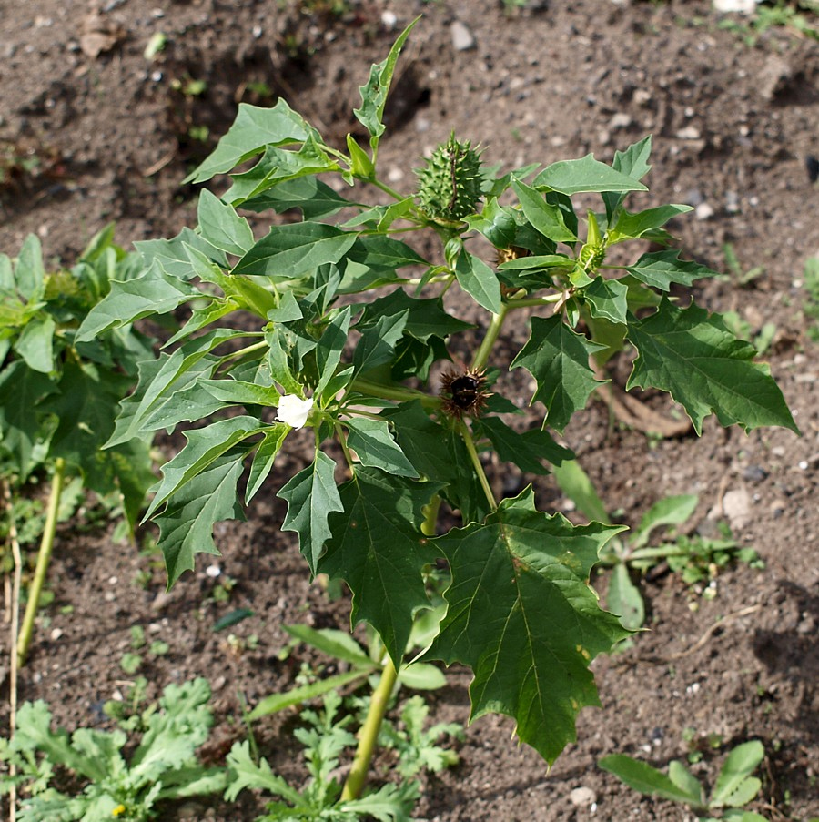 Image of Datura stramonium specimen.