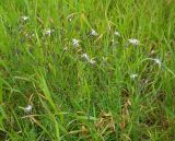 Dianthus superbus