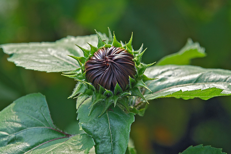 Image of Helianthus annuus specimen.