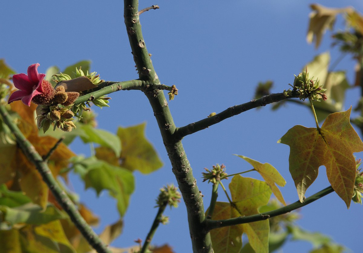 Изображение особи Brachychiton discolor.