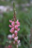 Onobrychis inermis