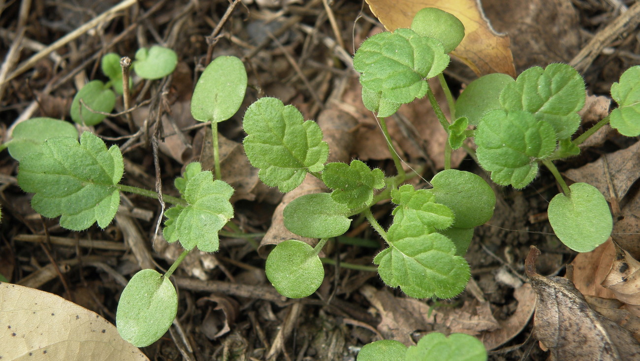 Image of Lamium amplexicaule specimen.