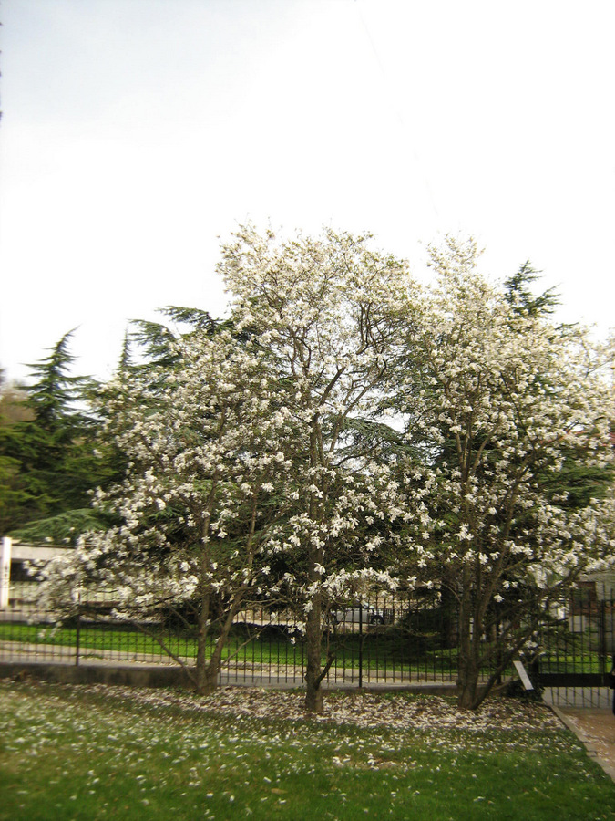 Изображение особи Magnolia × loebneri.