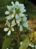 Amelanchier spicata