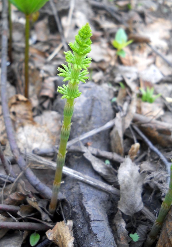 Изображение особи Equisetum sylvaticum.