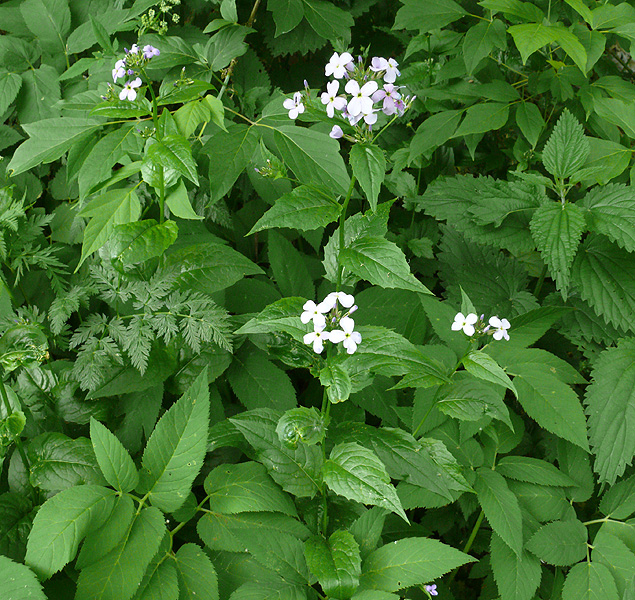 Image of Hesperis matronalis specimen.