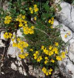 Hippocrepis comosa. Цветущее растение. Черногория, Динарское нагорье, горный массив Дурмитор. 05.07.2011.