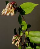 Lonicera acuminata