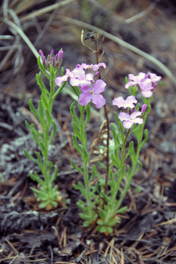 Image of Clausia aprica specimen.