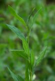 genus Polygonum