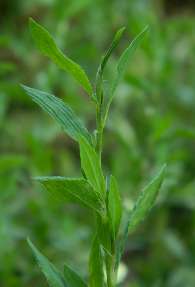 Изображение особи род Polygonum.