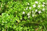 Galium hercynicum