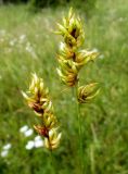 Carex spicata