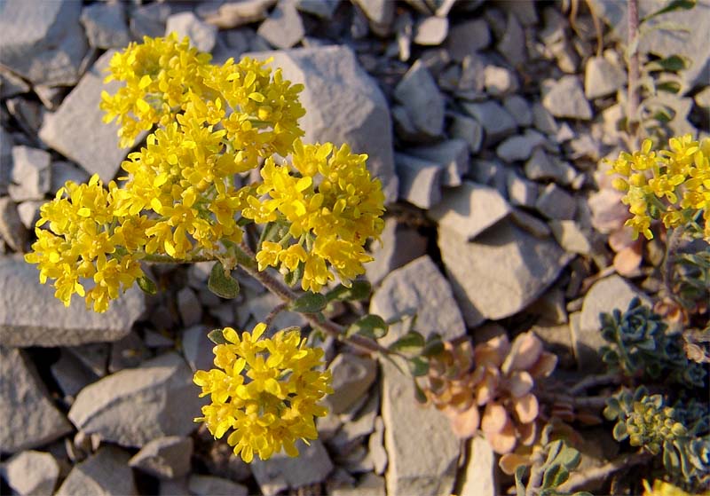 Image of Odontarrhena obtusifolia specimen.