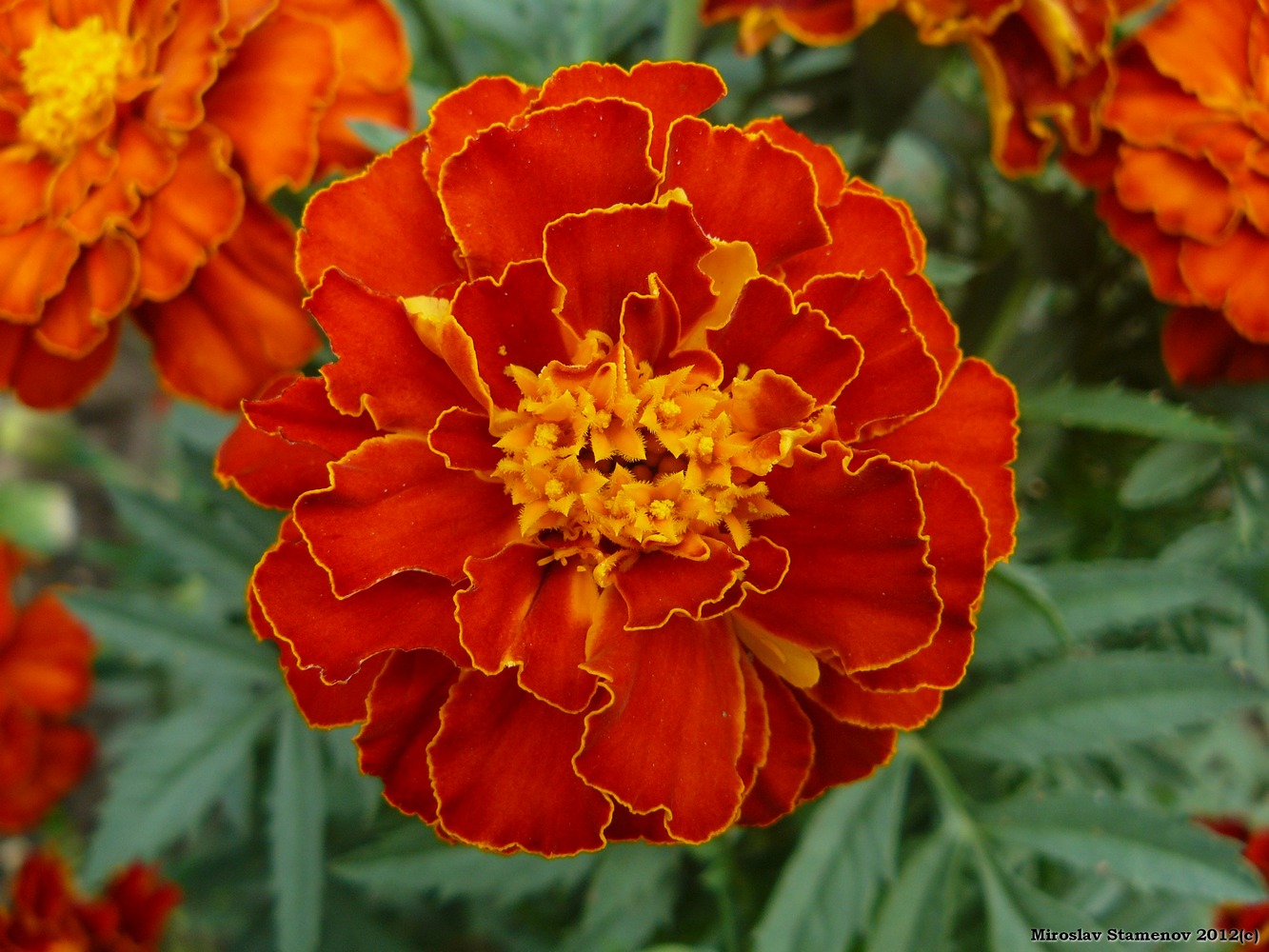 Изображение особи Tagetes patula.