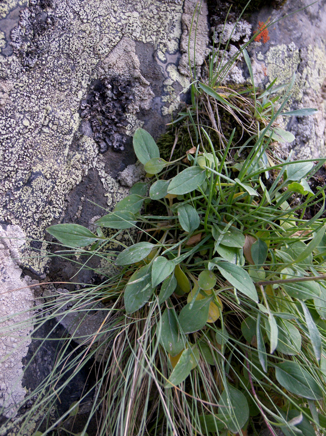 Image of Valeriana saxicola specimen.