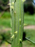 Dipsacus fullonum