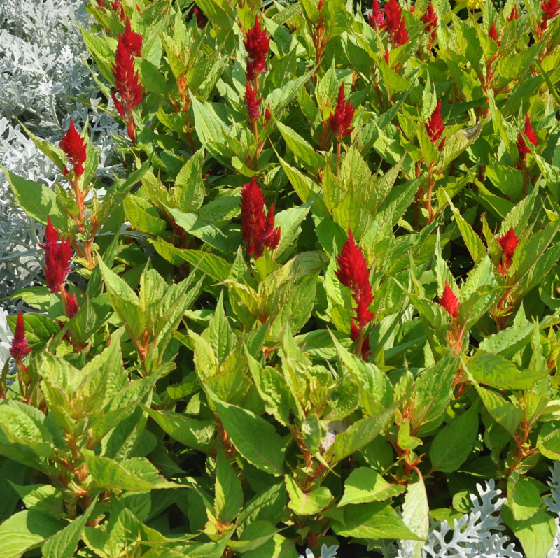 Image of Celosia argentea specimen.